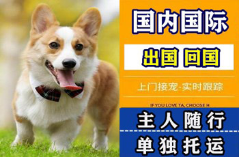 绵阳市宠物托运公司绵阳市宠物托运公司绵阳市宠物托运公司
