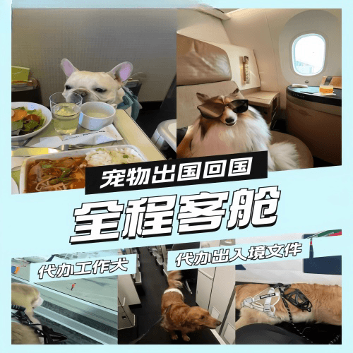 绵阳市宠物托运到白俄罗斯宠物入境规定和要求