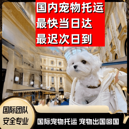 绵阳市到澳大利亚（澳洲）宠物入境规定和要求