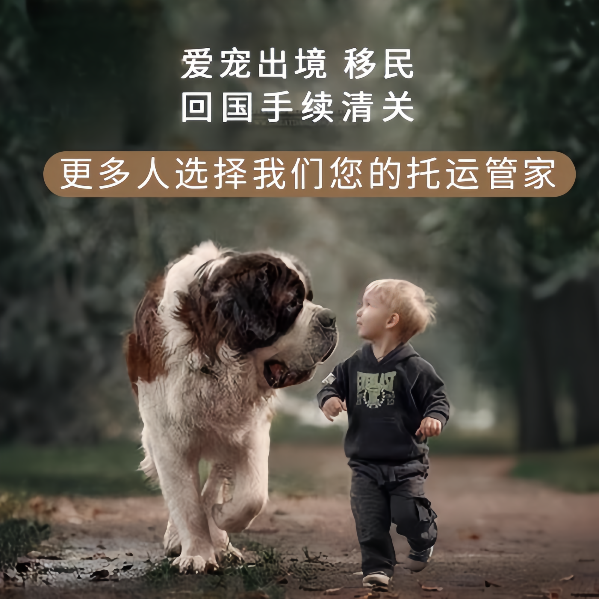 满财绵阳市宠物全球达宠物托运在遵守入境目的地政策的条件